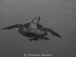Flying
Green Turtle descending after a breadth of air in... by Christian Nielsen 
